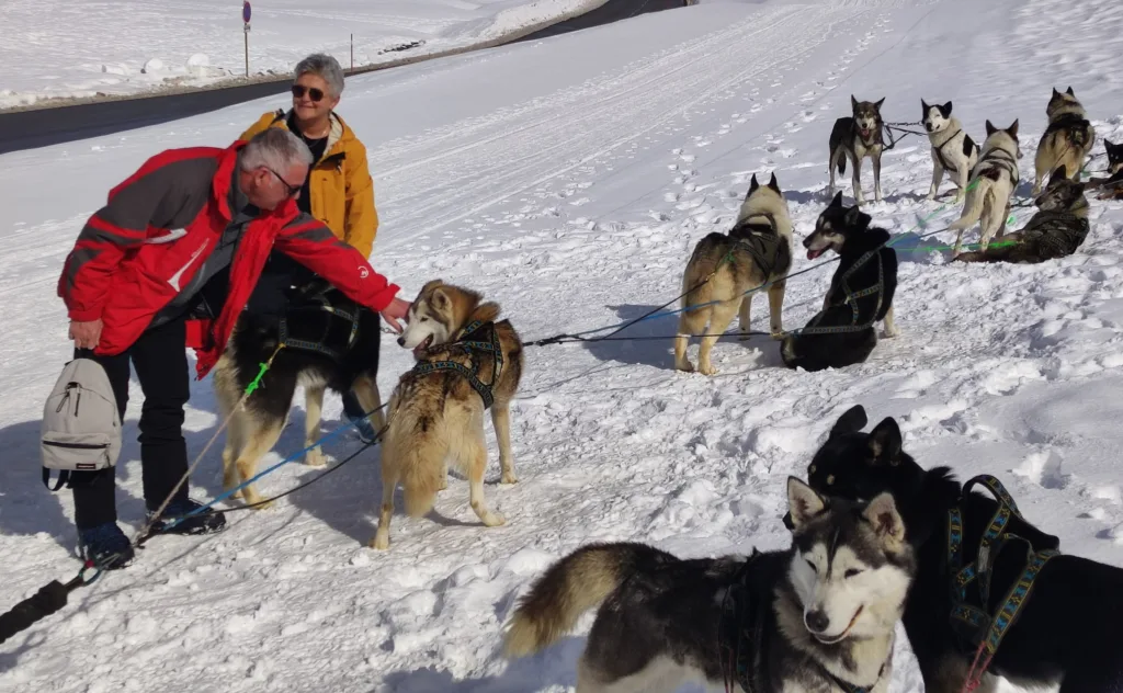 Chiens de traineau